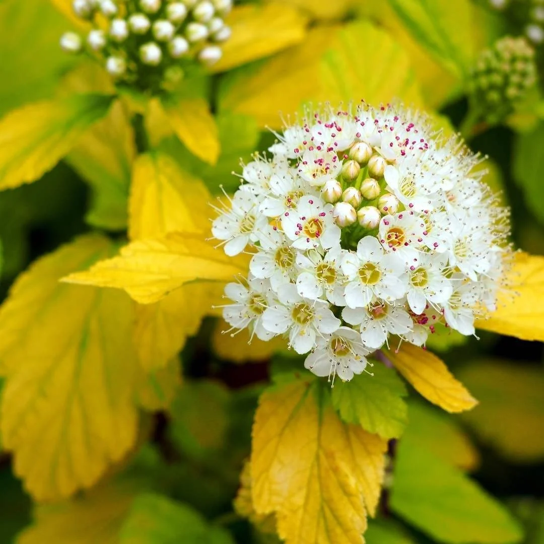 Physocarpus opulifolius 'Dart's Gold'