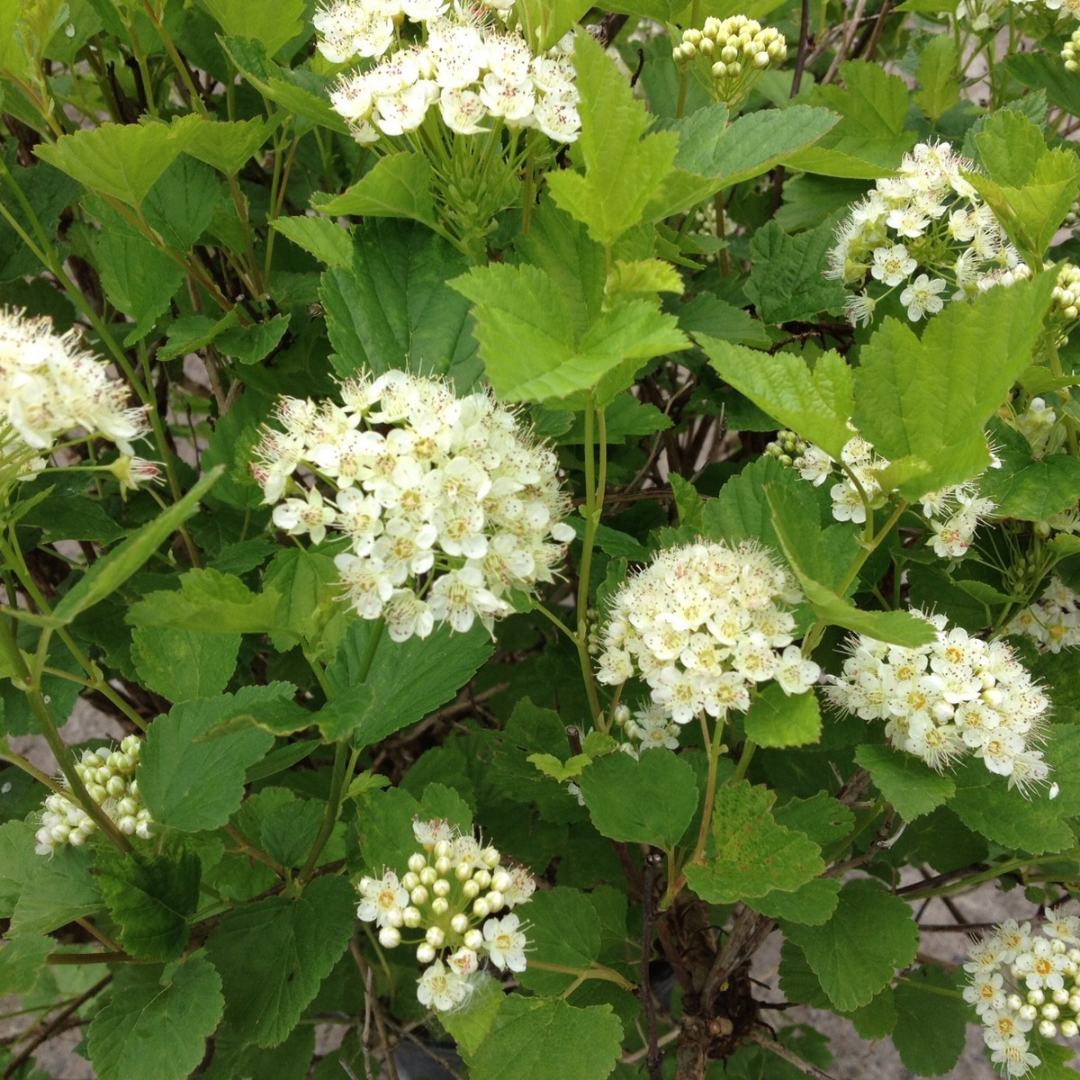 Physocarpus opulifolius 'Nanus'
