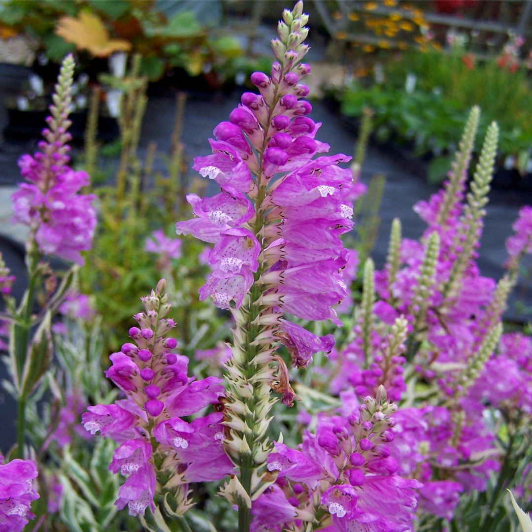 Physostegia virginiana 'Crown Rose'