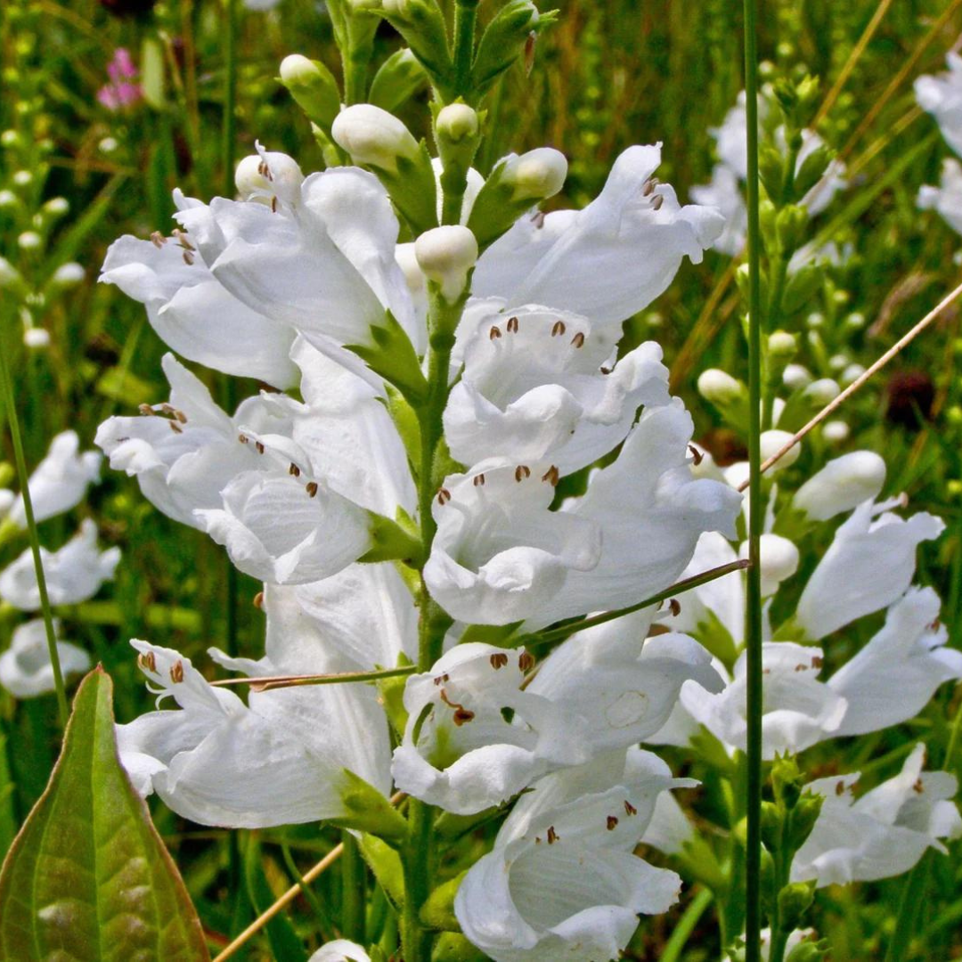 Physostegia virginiana 'Crown White'