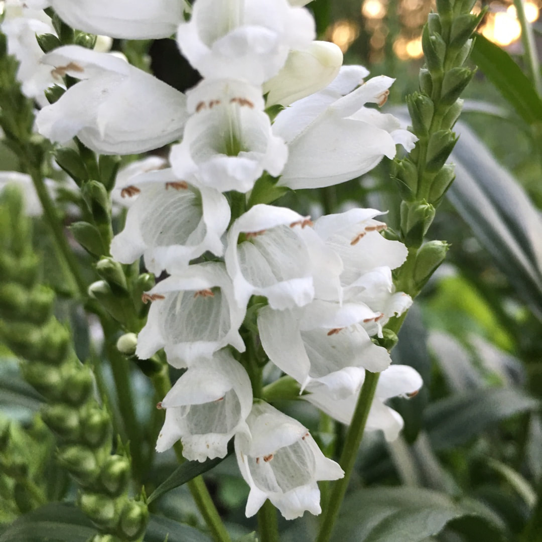 Physostegia virginiana 'Miss Manners'