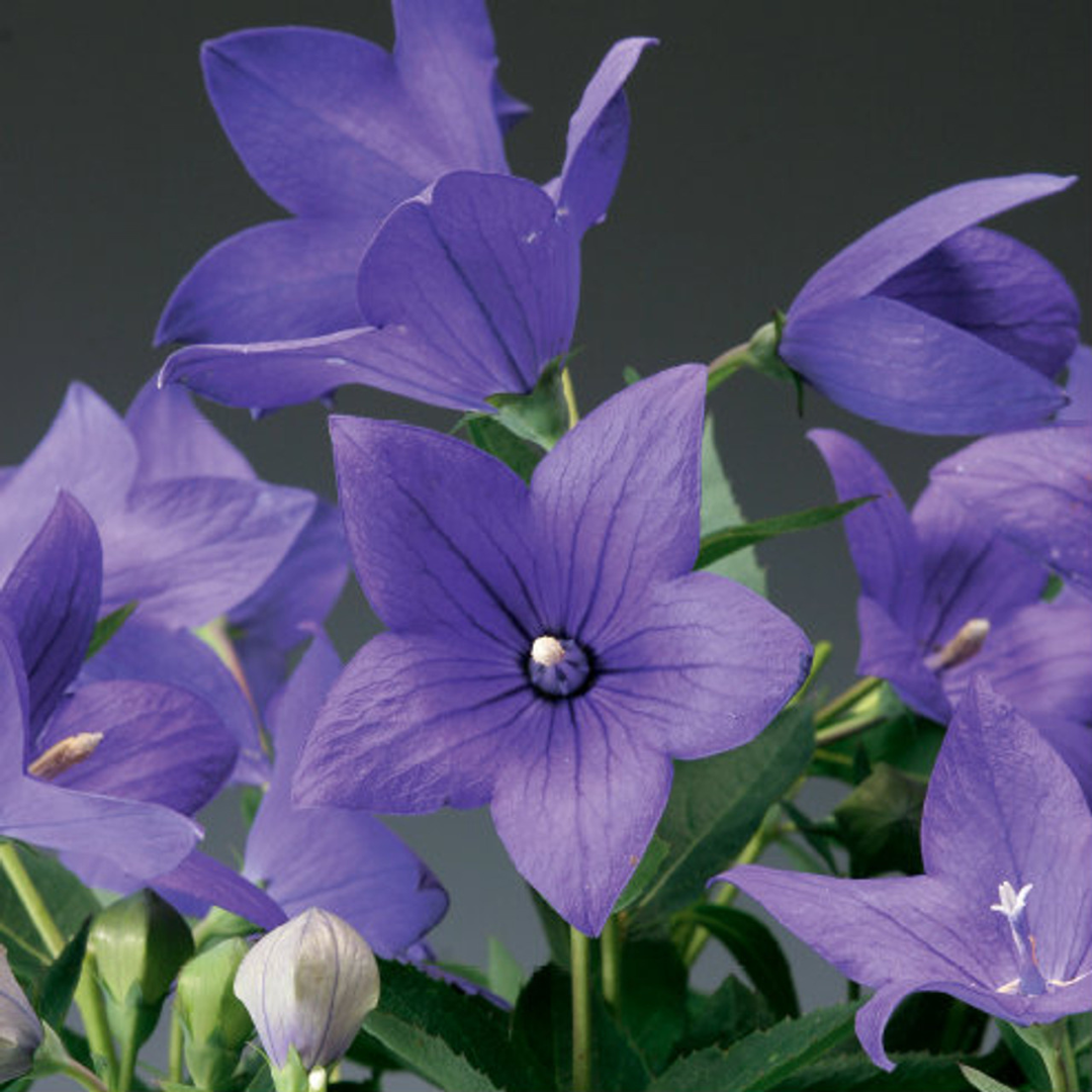 Platycodon grandiflorus 'Astra Blue'