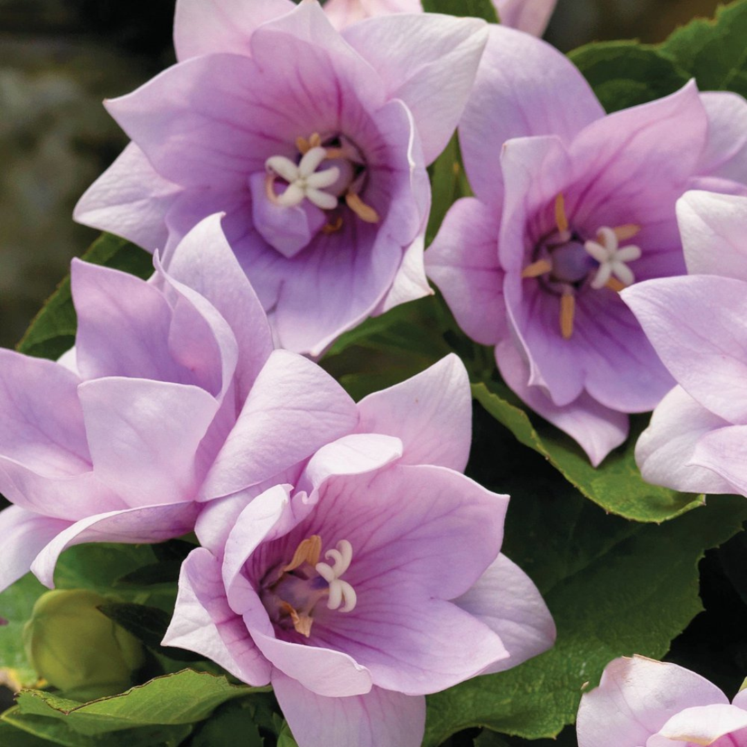 Platycodon grandiflorus 'Astra Semi-Double Pink'