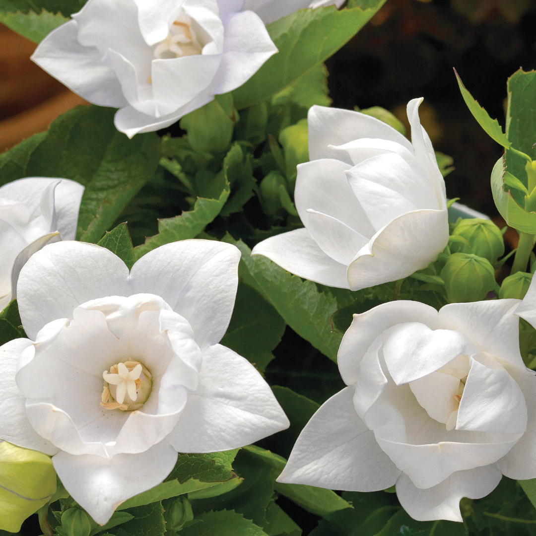 Platycodon grandiflorus 'Astra Semi-Double White'