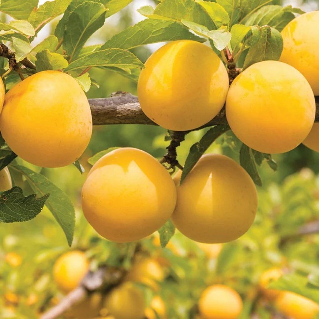 Plum x 'Early Golden'