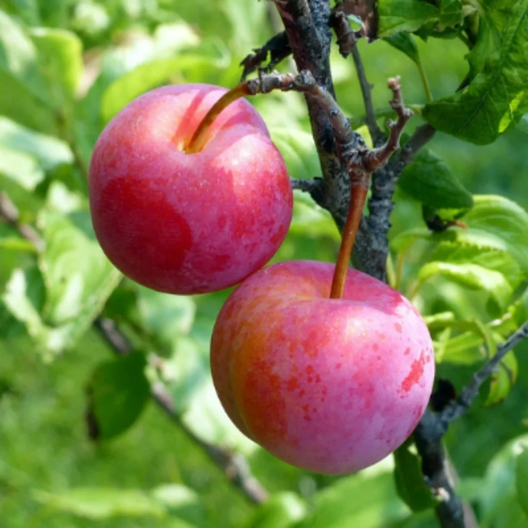 Plum x 'Ozark Premier'