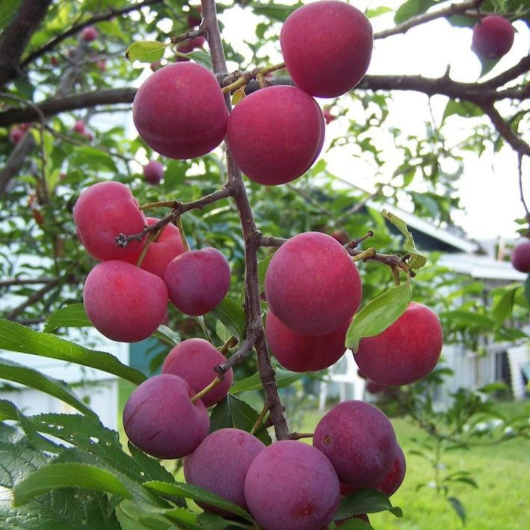 Plum x 'Toka'