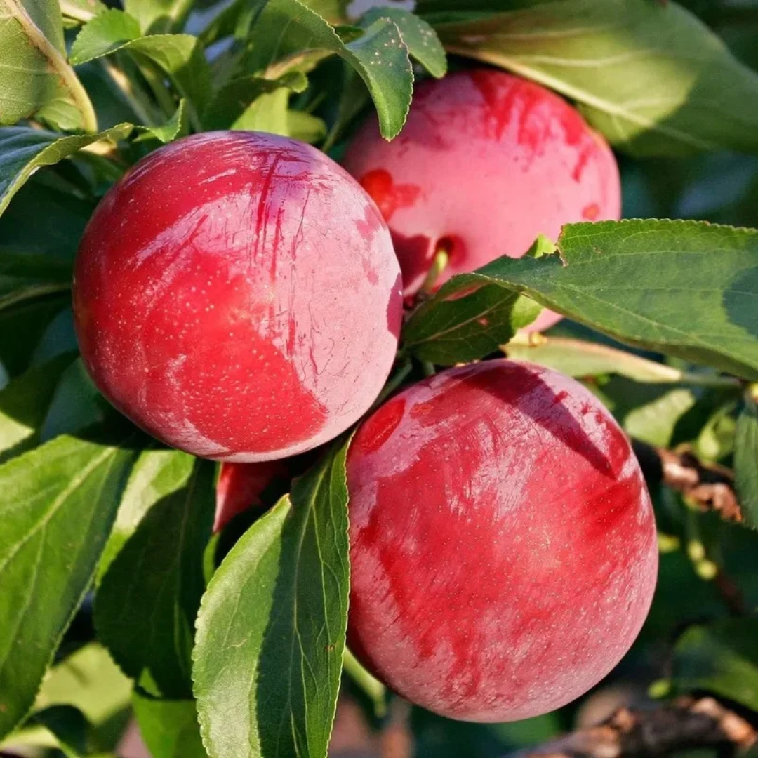 Plum x 'Vampire'