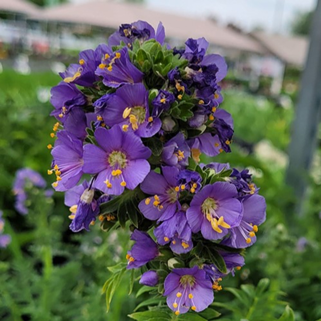 Polemonium boreale 'Heavenly Habit'