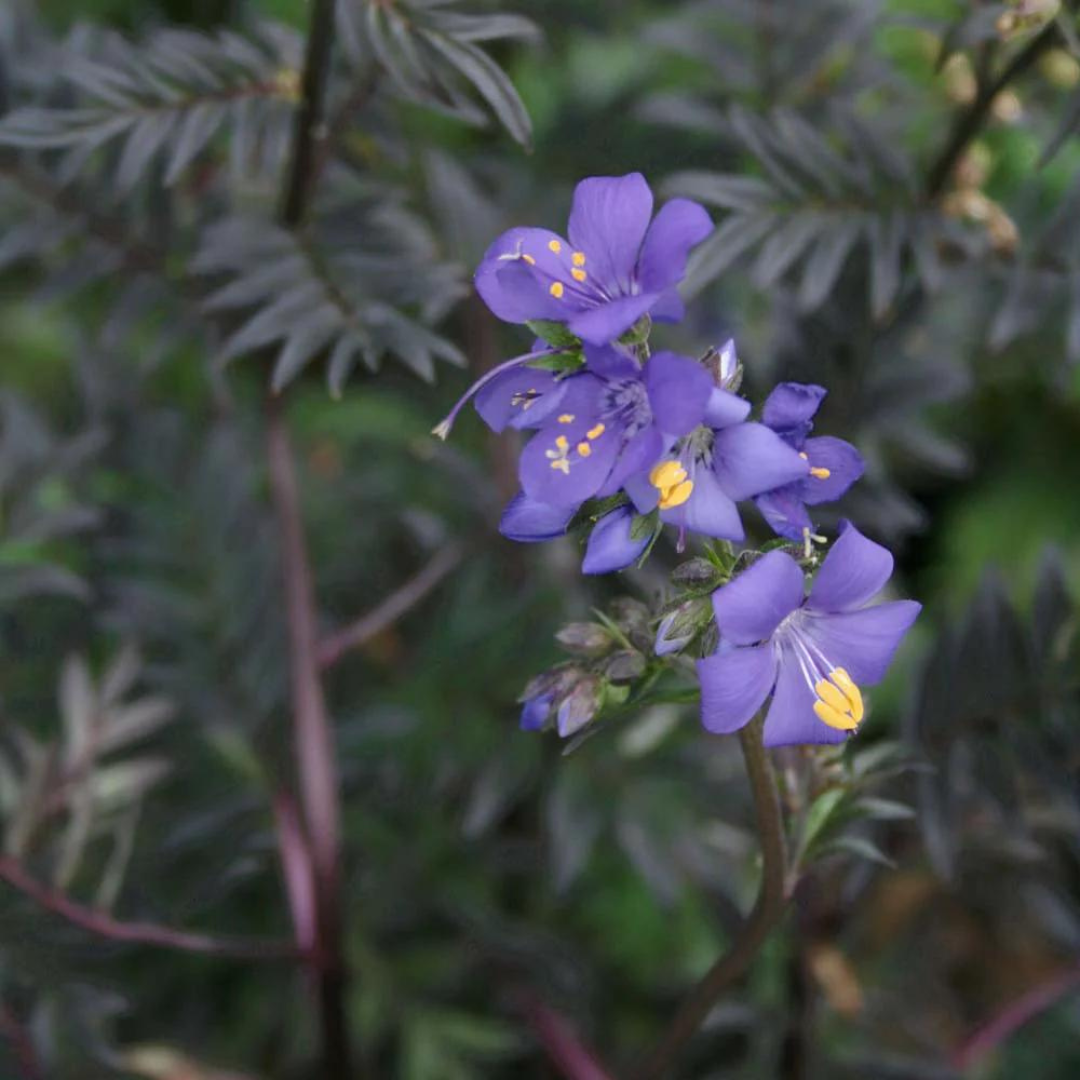 Polemonium yezoense 'Purple Rain'