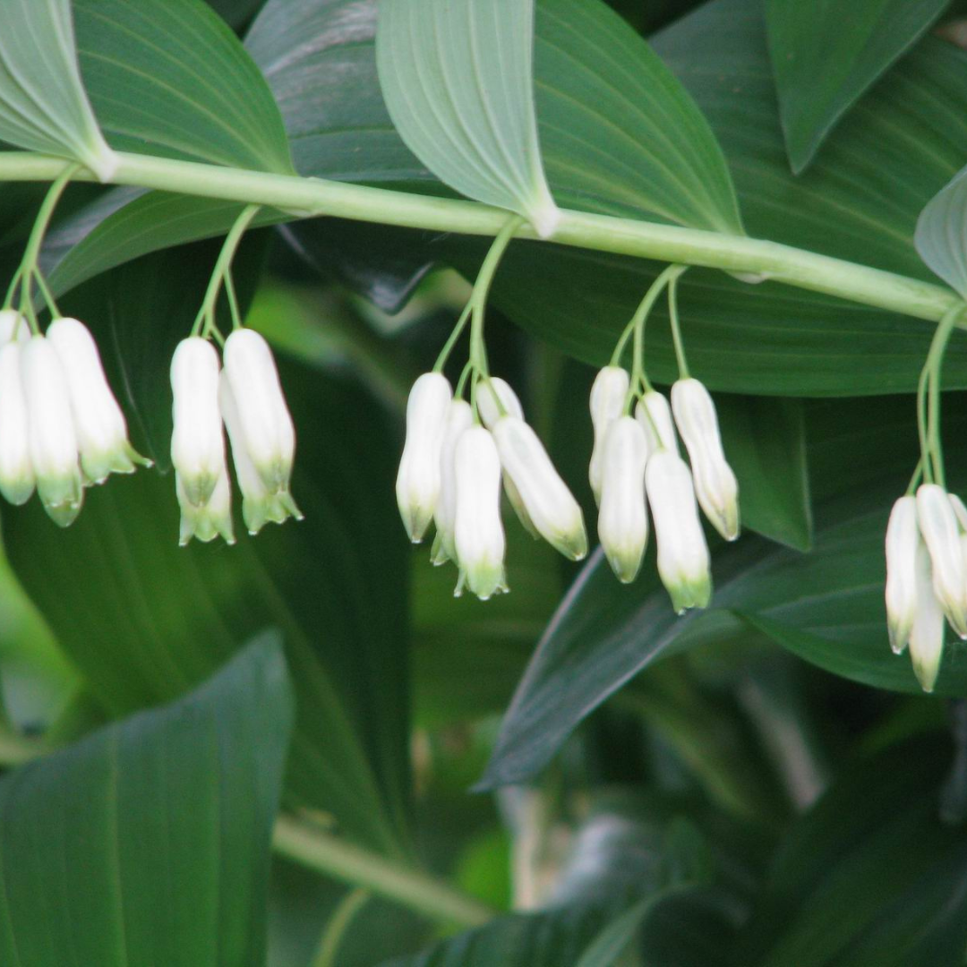 Polygonatum multiflorum