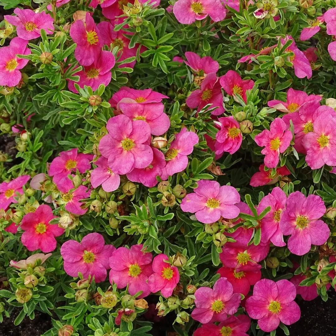 Potentilla fruticosa Bella Bellissima®
