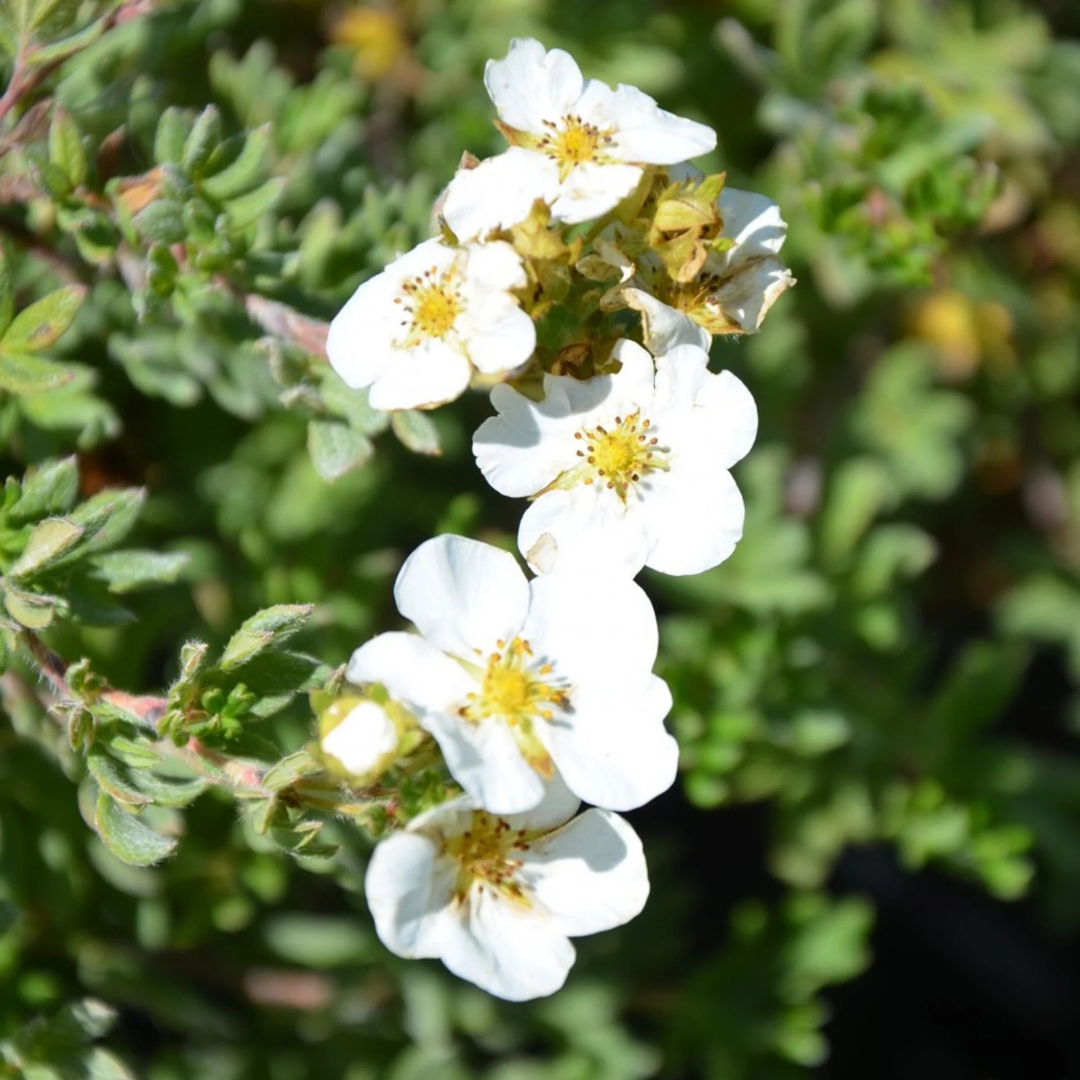 Potentilla fruticosa Bella Bianca®