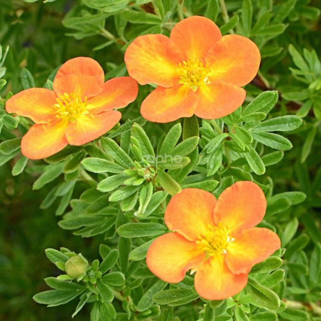 Potentilla fruticosa Bella Sol®
