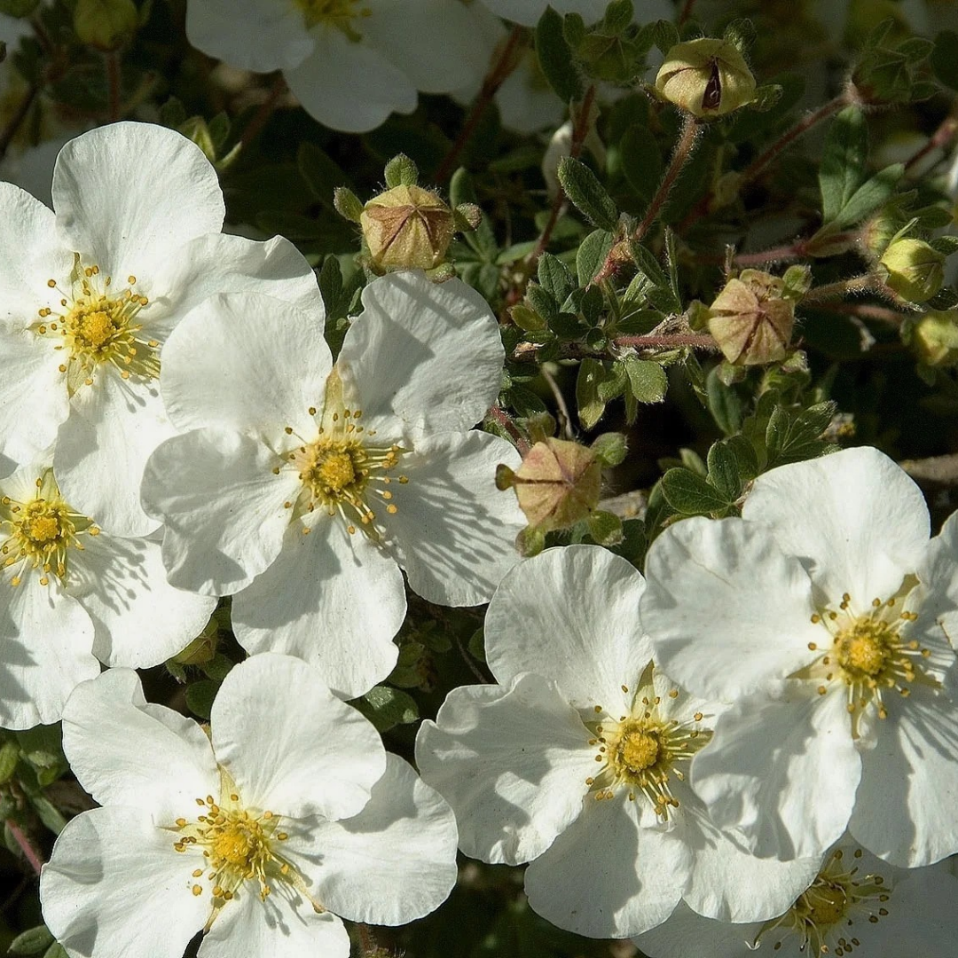 Potentilla fruticosa 'Abbotswood'
