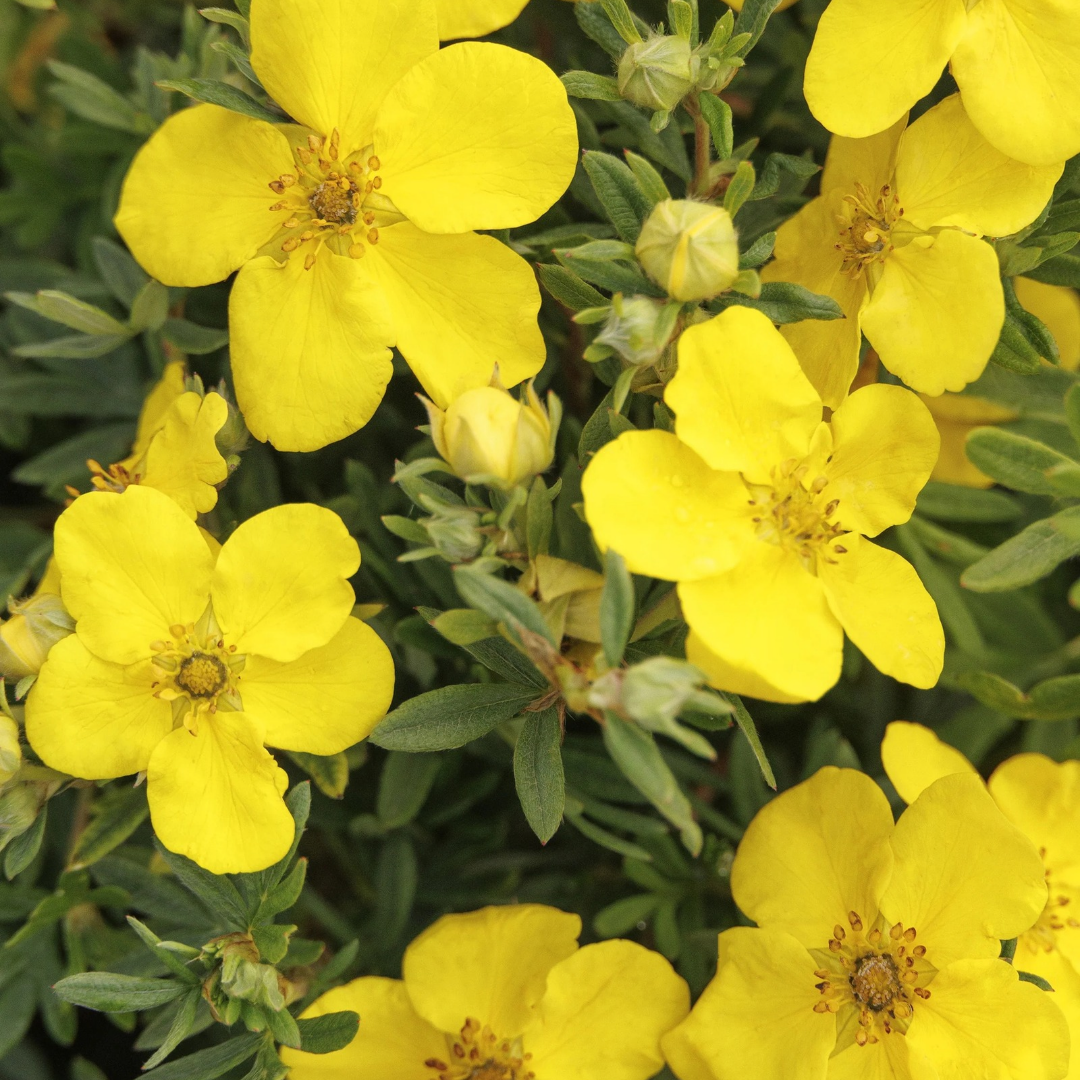 Potentilla fruticosa 'Goldfinger'