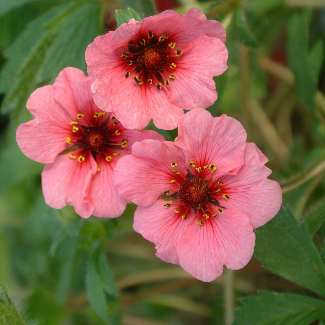 Potentilla nepalensis 'Miss Willmott'