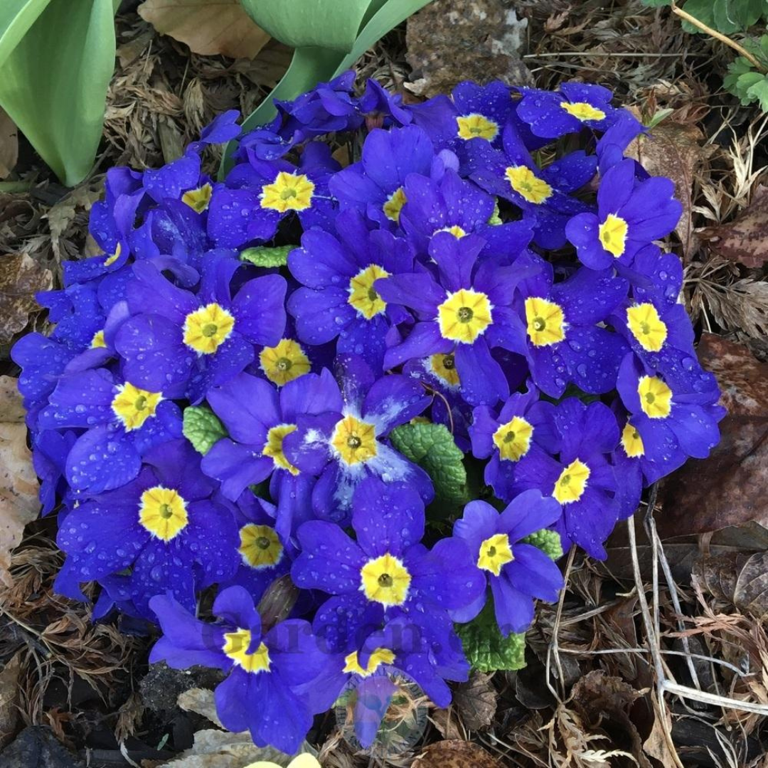 Primula elatior 'Crescendo Blue Shades'