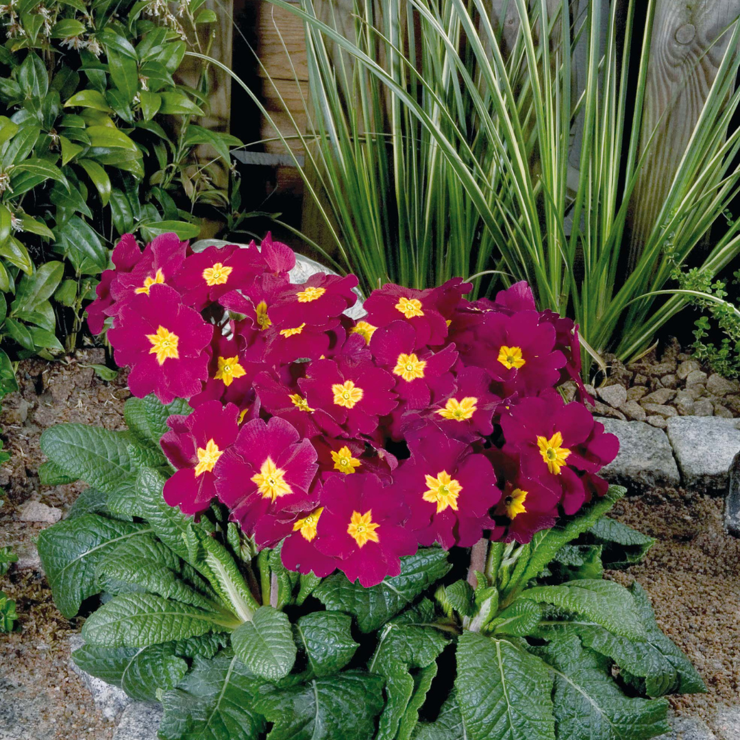 Primula elatior 'Crescendo Bright Red'