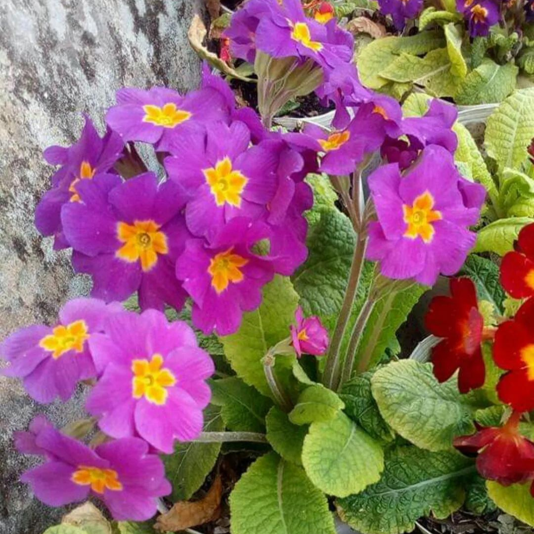 Primulae Planta De Primula Rosa