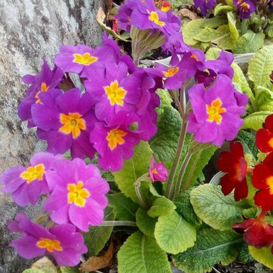 Primula elatior 'Crescendo Pink Shades'