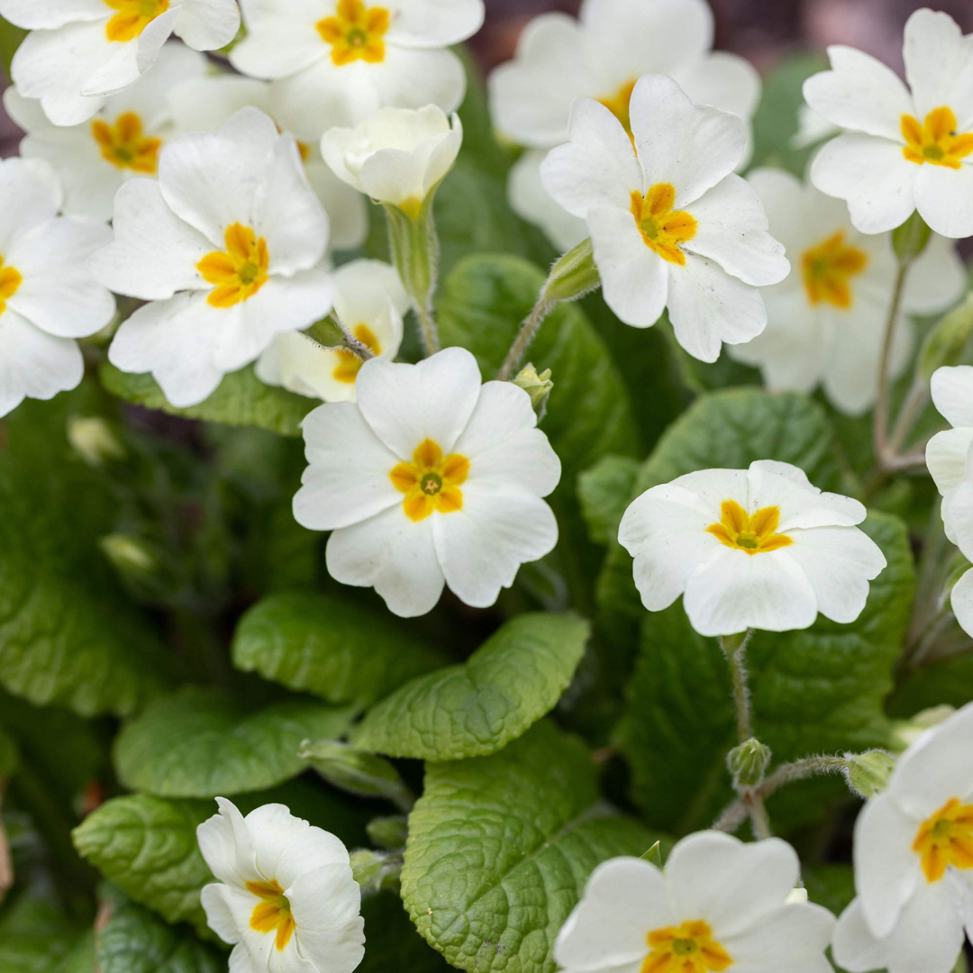 Primula elatior 'Crescendo Pure White'