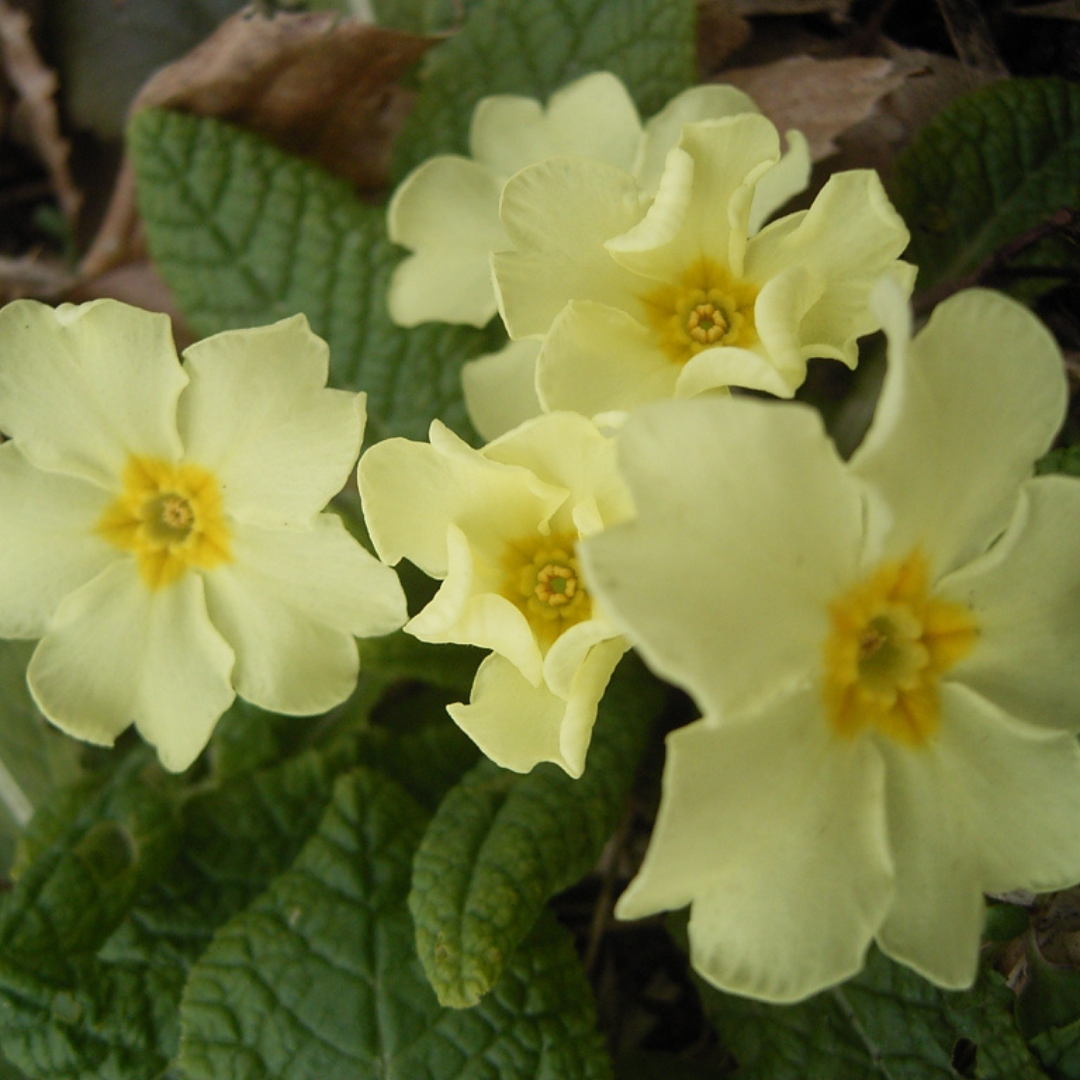 Primula vulgaris