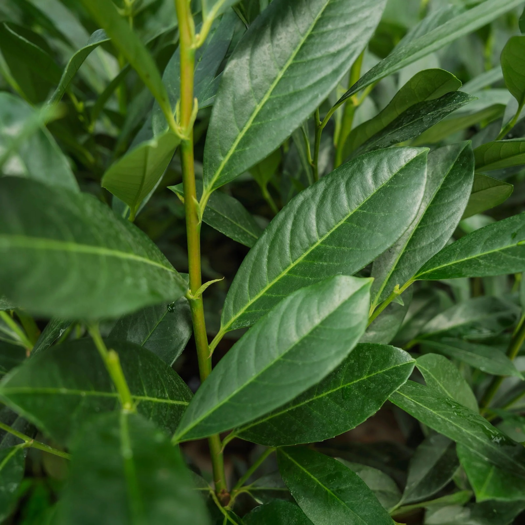 Prunus laurocerasus 'Elly'