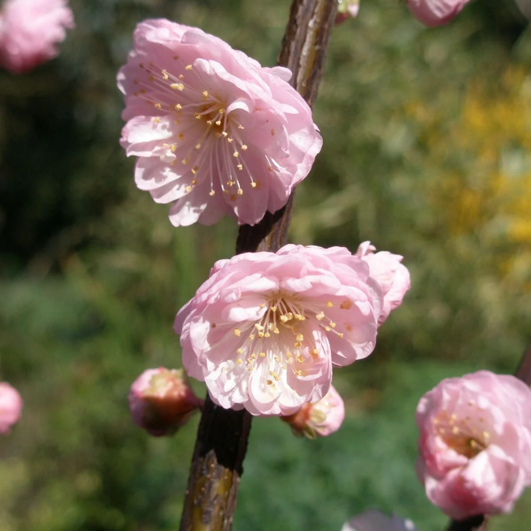 Prunus triloba 'Multiplex'