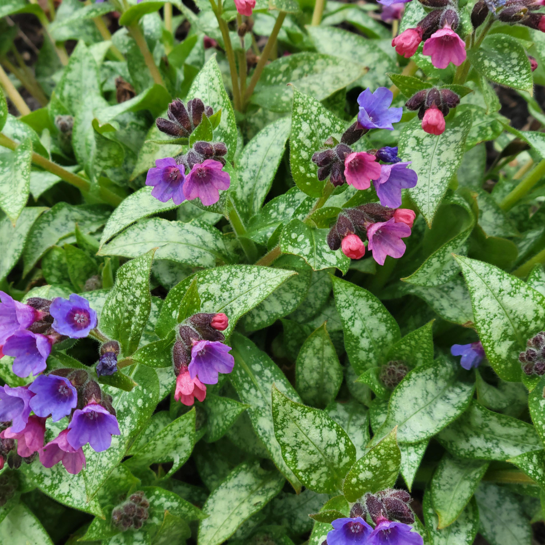 Pulmonaria hybrid 'Dark Vador'