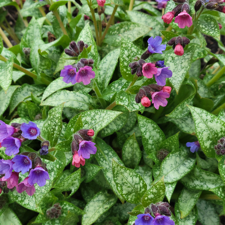 Grown to Inspire | Pulmonaria 'Dark Vador' | Ontario Grown & Delivered ...