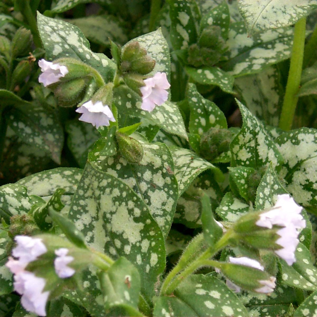 Pulmonaria hybrid 'Moonshine'