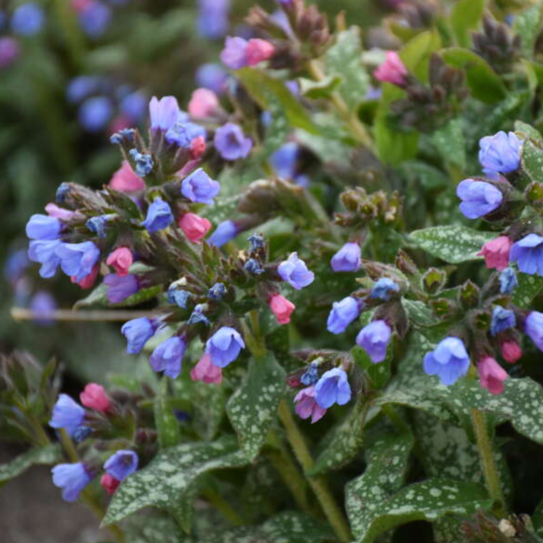 Pulmonaria hybrid 'Pink-A-Blue'