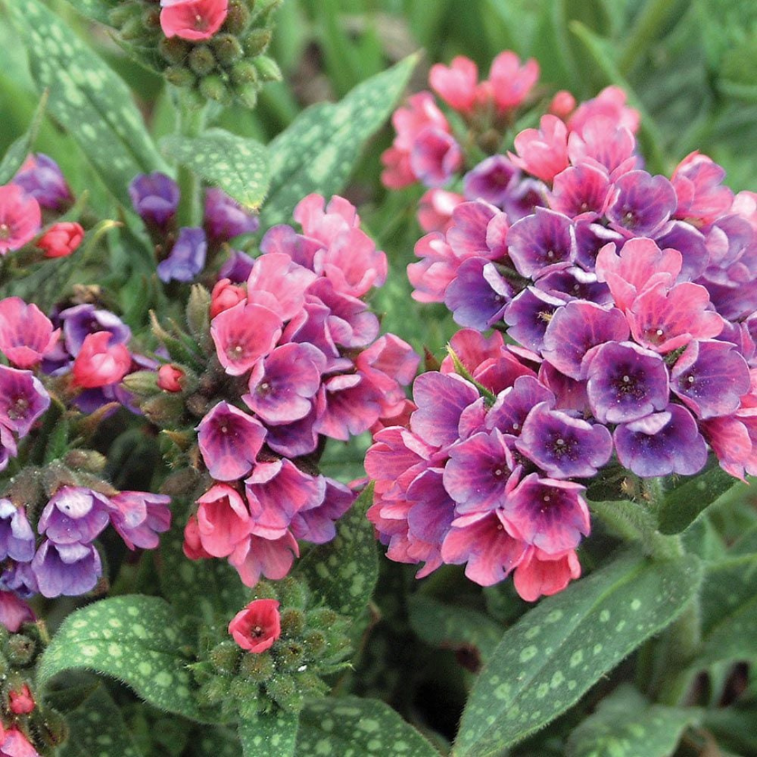 Pulmonaria hybrid 'Raspberry Splash'