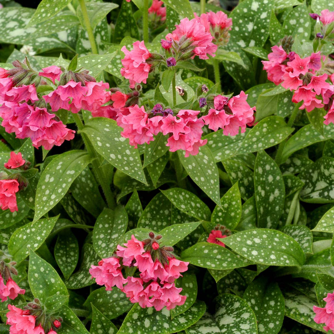 Pulmonaria hybrid 'Shrimps on the Barbie'