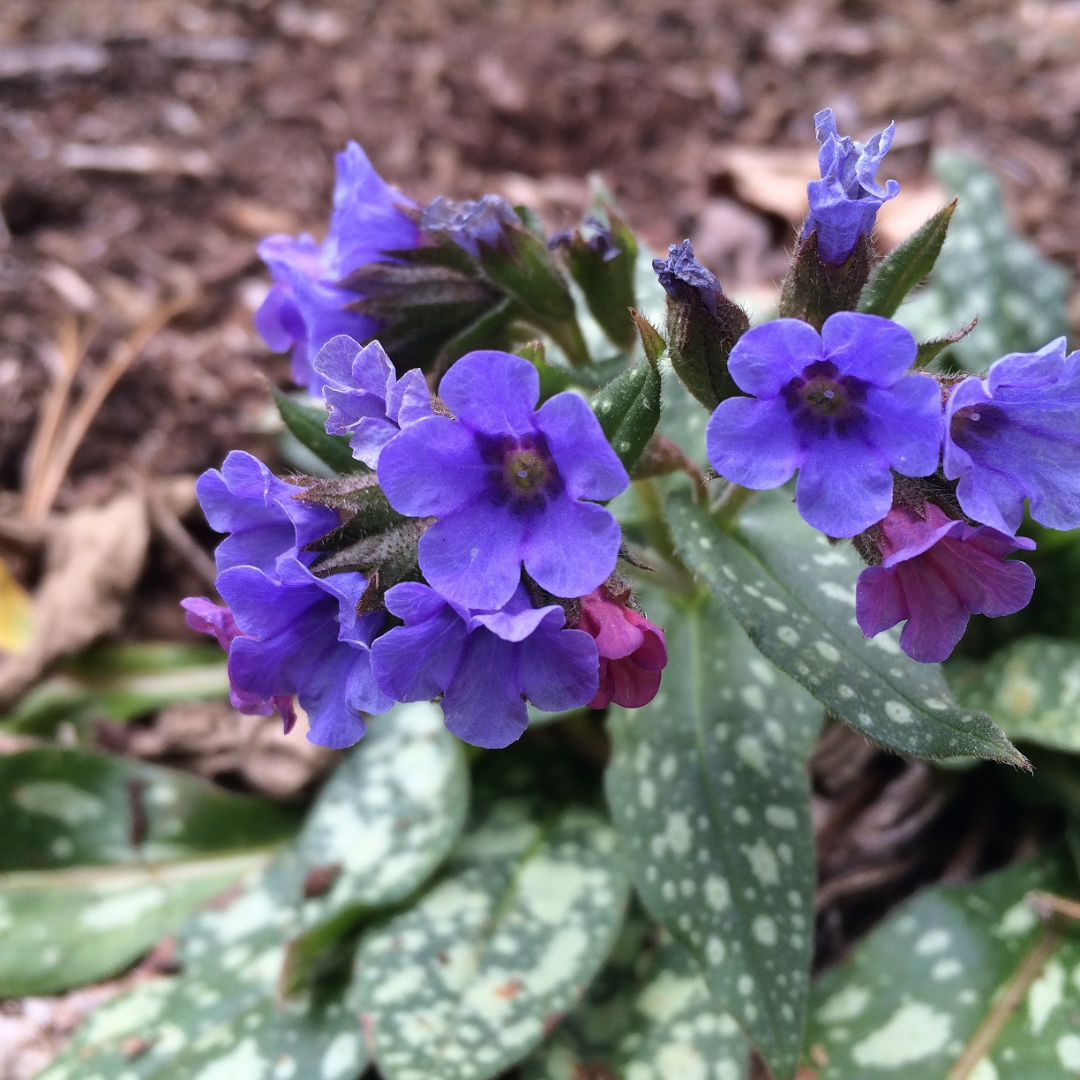 Pulmonaria hybrid 'Trevi Fountain'