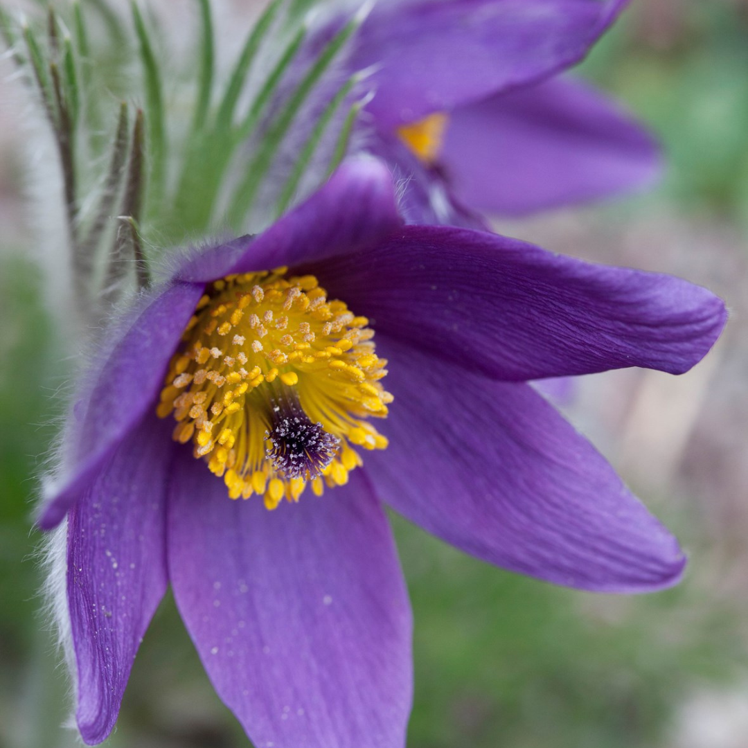 Pulsatilla vulgaris