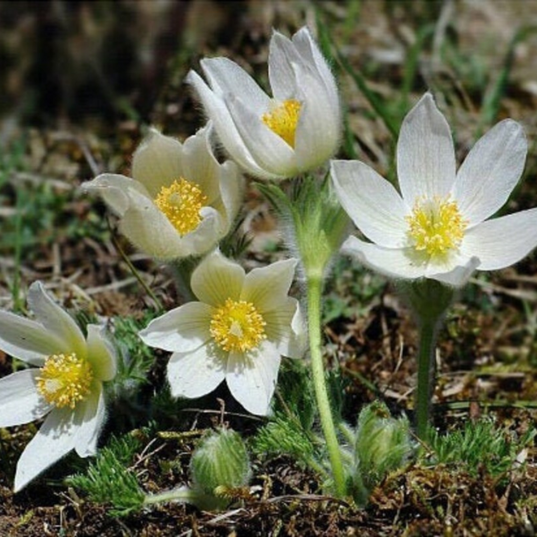 Pulsatilla vulgaris 'Alba'