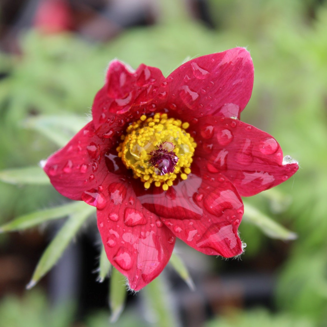 Pulsatilla vulgaris 'Red Bells'