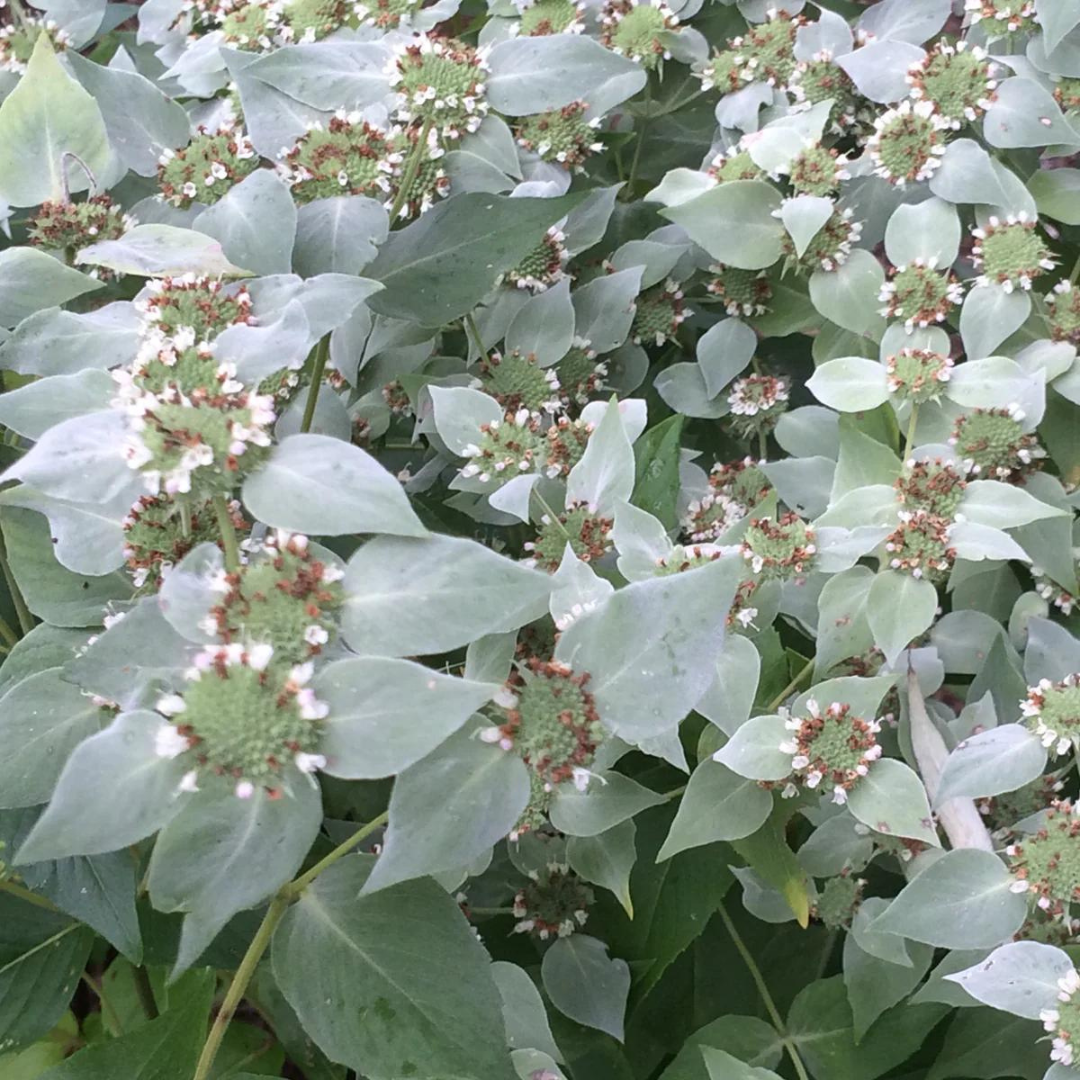 Pycnanthemum muticum