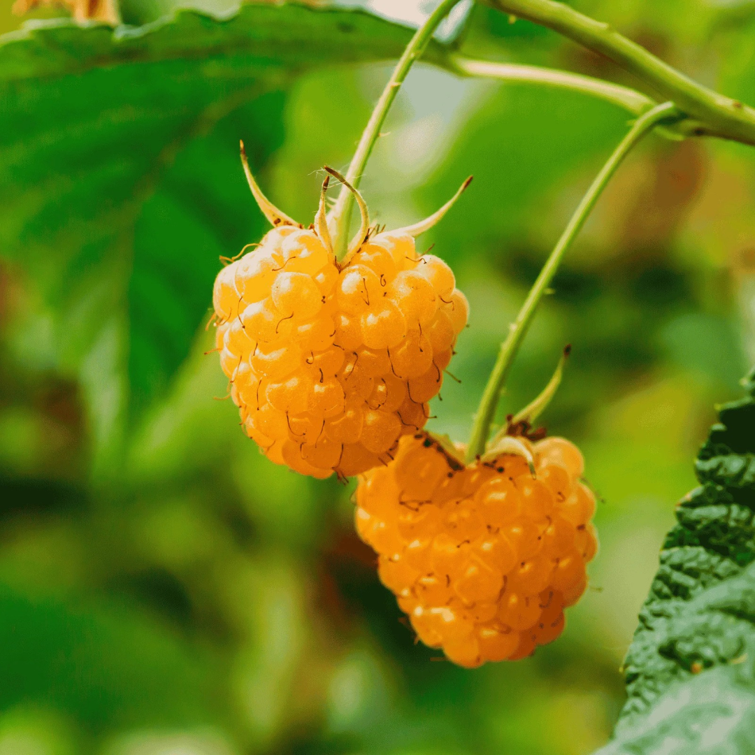 Raspberry x 'Anne'