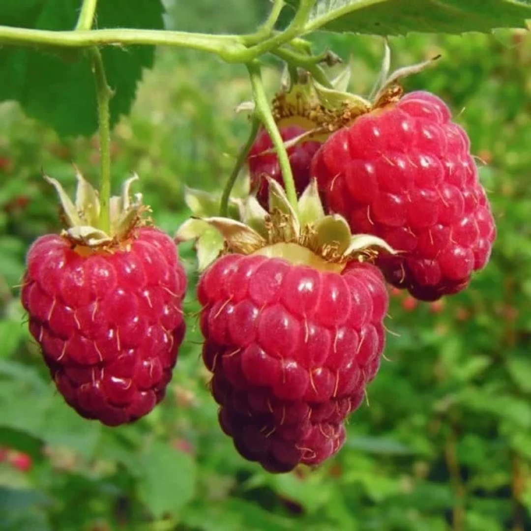 Raspberry x 'Autumn Britten'