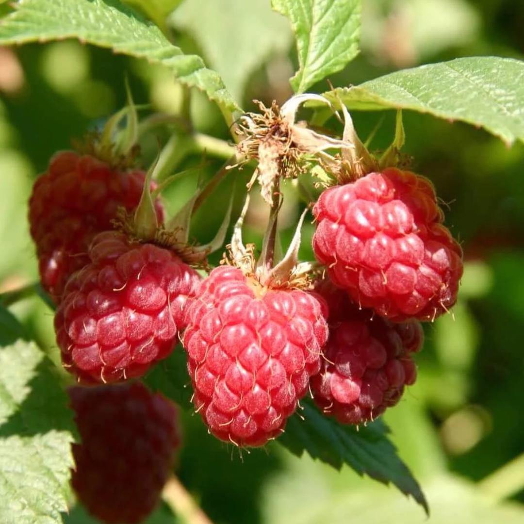 Raspberry x 'Boyne'