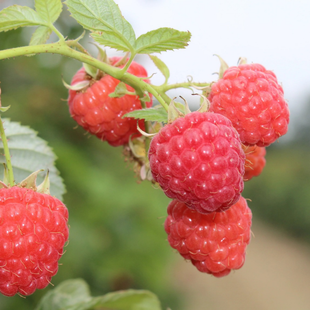 Raspberry x 'Encore'