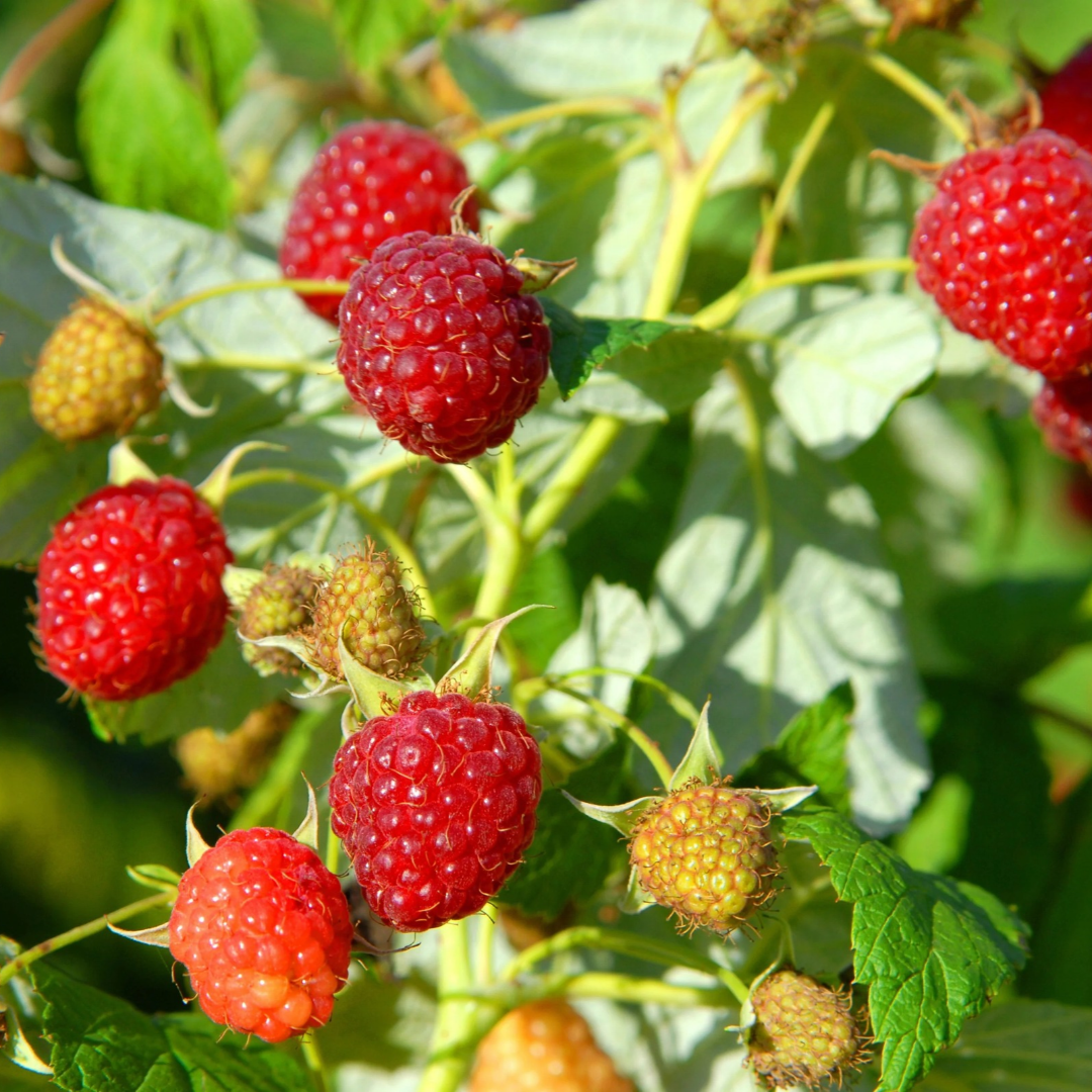 Raspberry x 'Heritage'