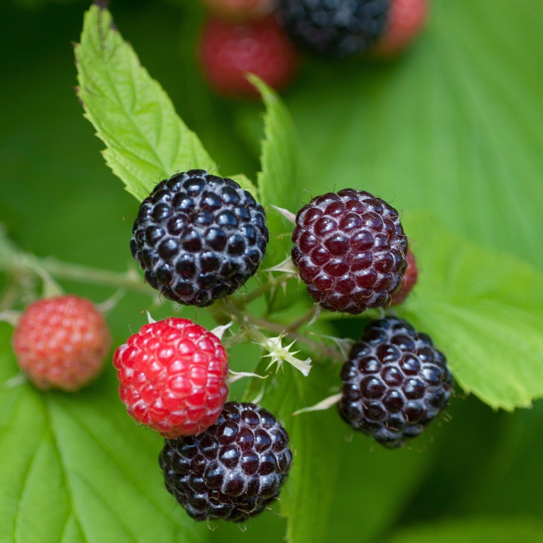 Raspberry x 'Jewel'