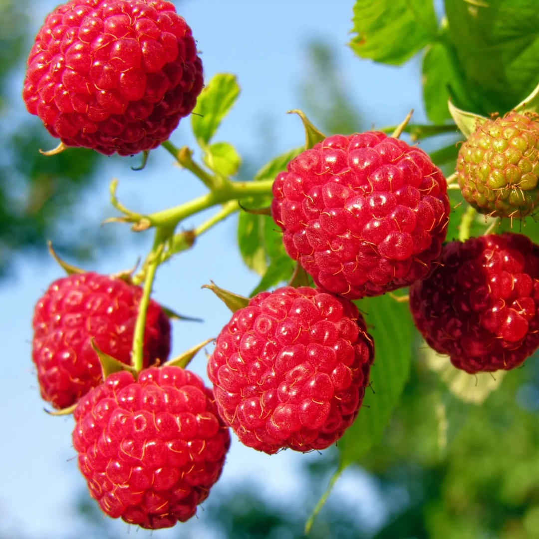 Raspberry x 'Nova'