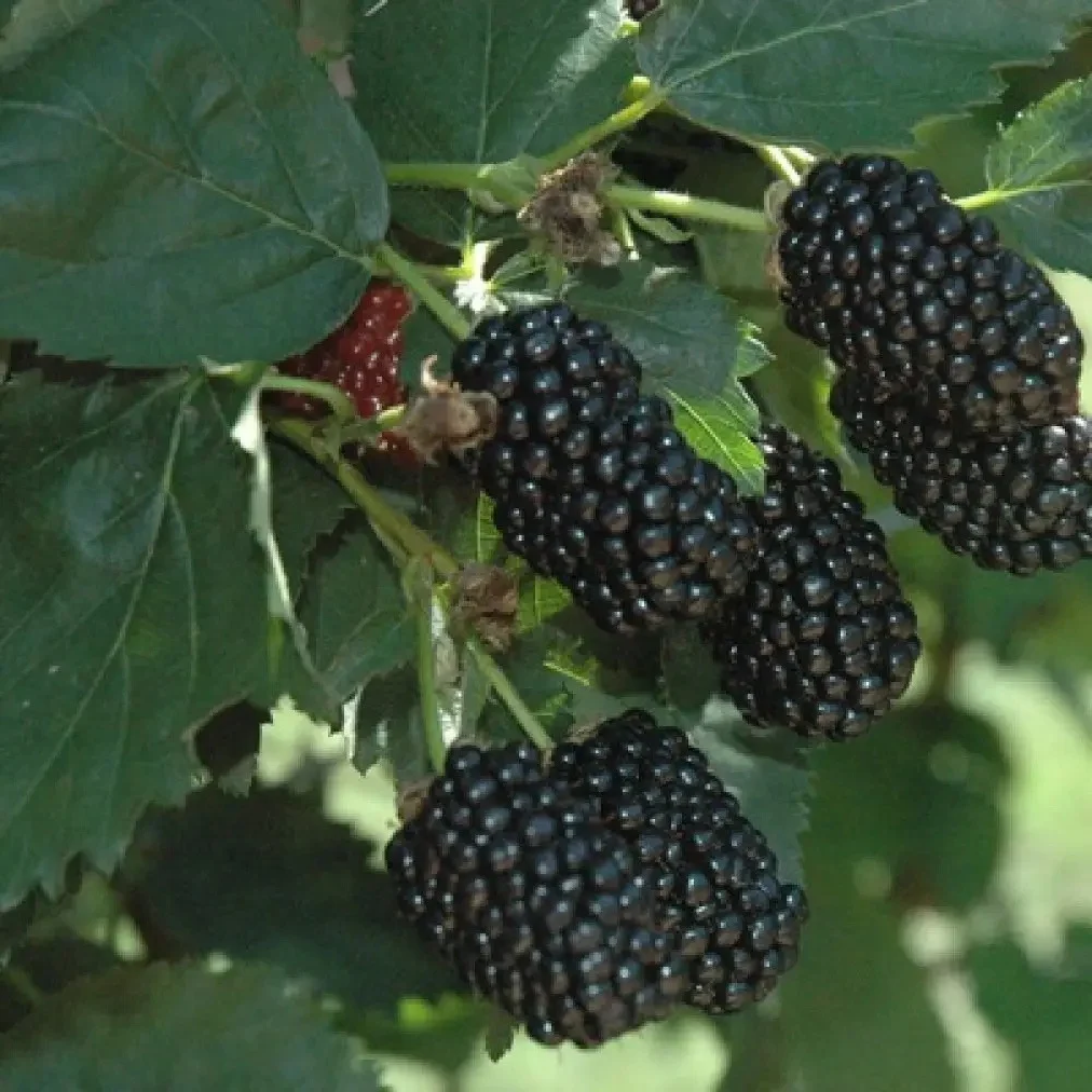 Raspberry x 'Ohio's Treasure'