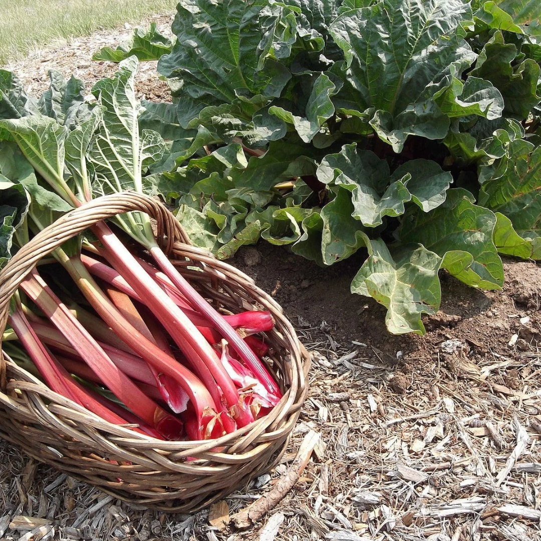 Rhubarb x 'German Wine'