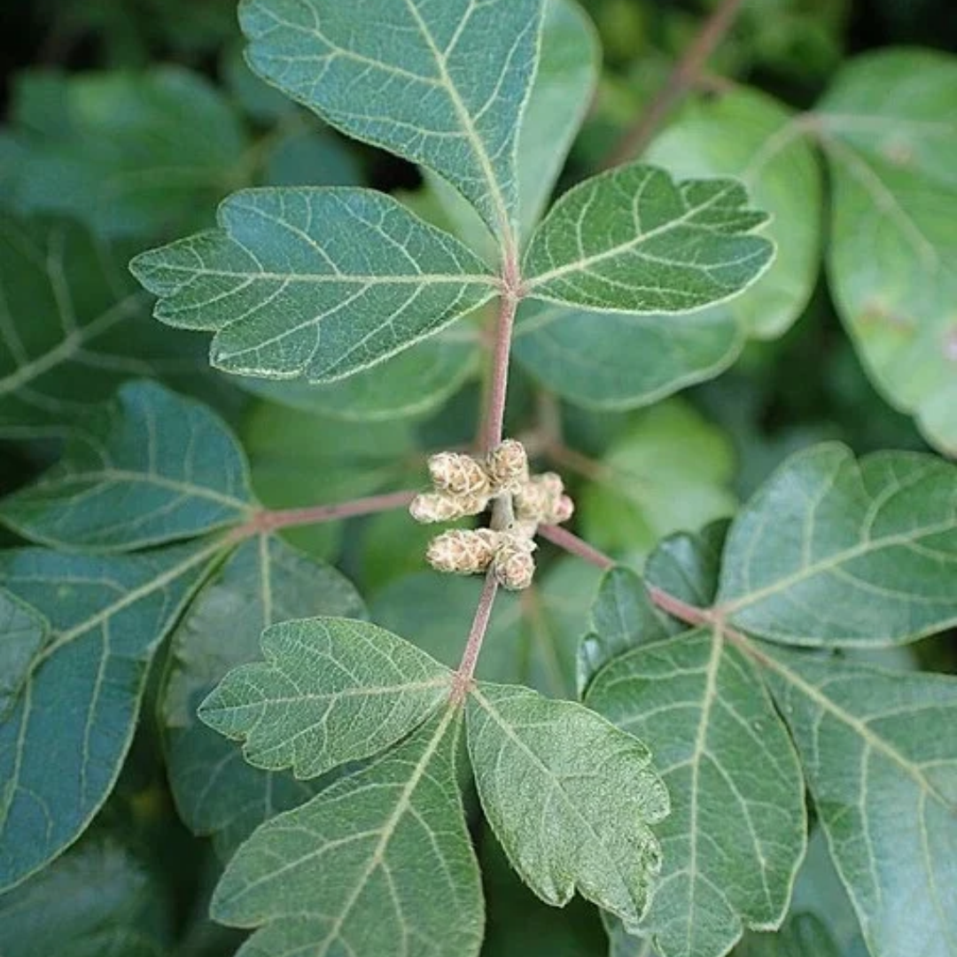 Rhus aromatica